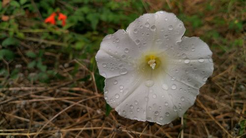 Close-up of wet yellow flower blooming outdoors