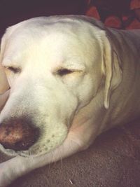 Close-up of dog resting