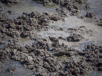 High angle view of crab on rock by river
