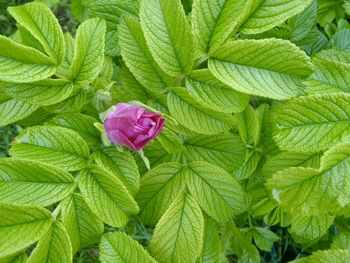 Close-up of fresh green plant