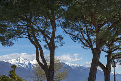 Trees on snowcapped mountains against sky
