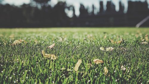 Close-up of grass on field