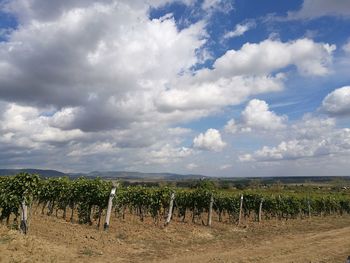 Scenic view of vineyard against sky