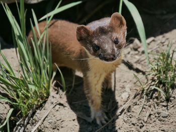 Close-up portrait of a weasel