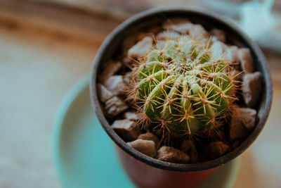 High angle view of potted cactus