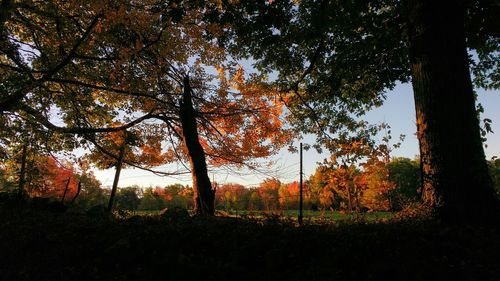 Trees in forest