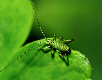 Close-up of insect on leaf