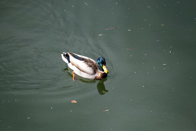 Duck swimming in lake