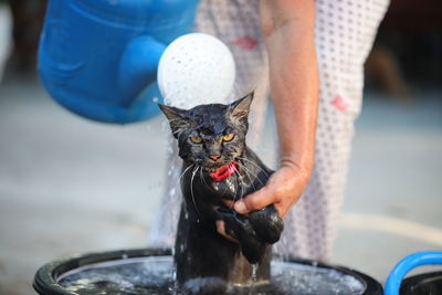 Low section of woman holding cat