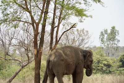 Elephant standing in a field