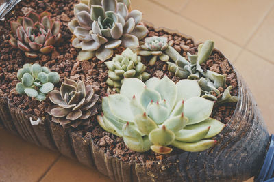 High angle view of succulent plant