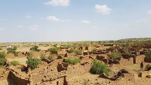 Plants growing on land against sky