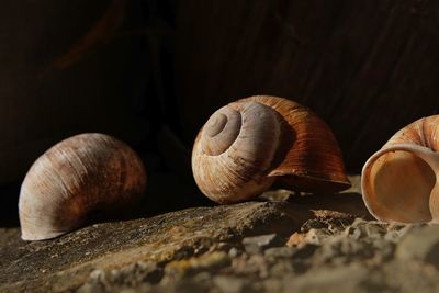 Close-up of snail on wood