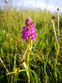 Close-up of purple thistle flowers on field