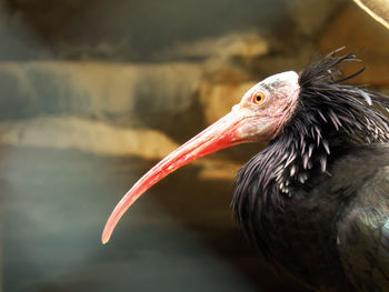 Close-up of a bird