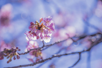 Close-up of pink cherry blossom