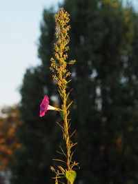 Close-up of pink flowering plant