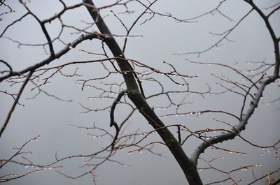 Low angle view of bare tree against sky