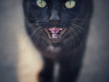 Close-up portrait of cat meowing