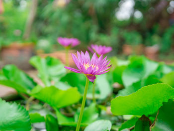 Close-up of pink flowering plant