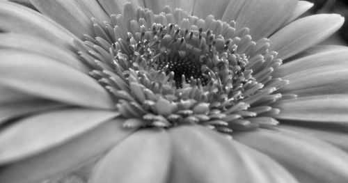 Macro shot of daisy flower