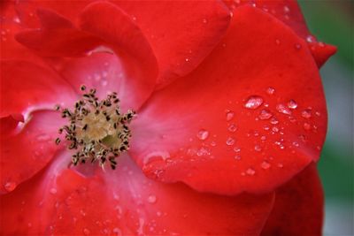 Close-up of wet red rose flower