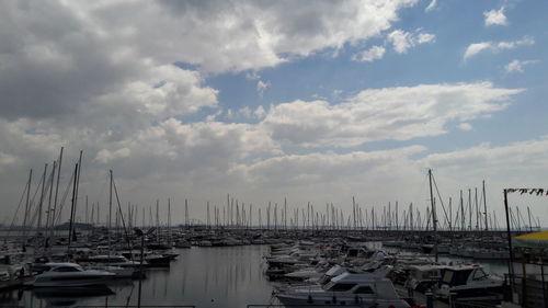 Sailboats moored in harbor