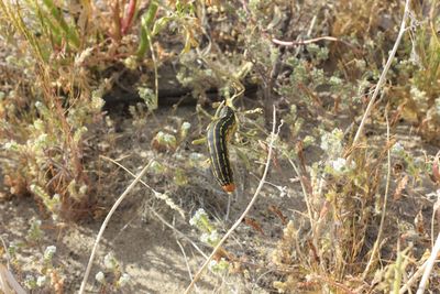 High angle view of insect on land