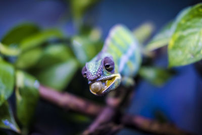 Close-up of chameleon on leaf