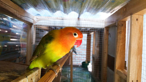 Close-up of parrot in cage