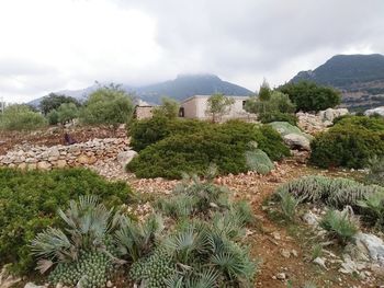 Plants growing on land by mountains against sky