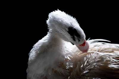 Close-up of swan swimming against black background