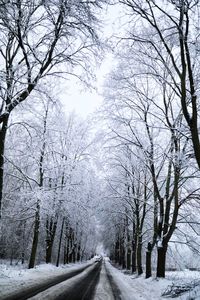 Empty road along bare trees during winter