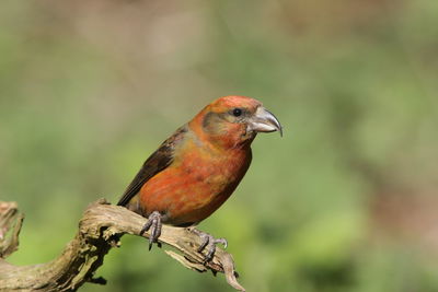 Close-up of crossbill perching on branch