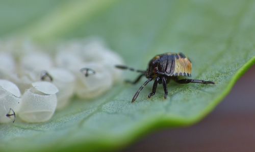 Close-up of fly on leaves