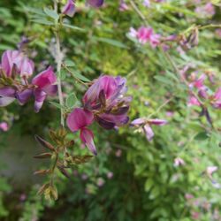 Close-up of pink flowers growing on plant