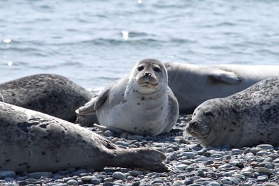 Seals on beach one looking at camera