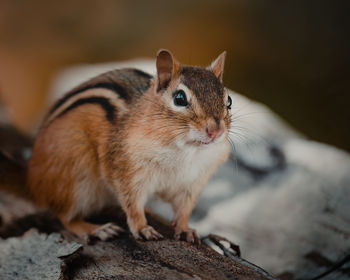 Close-up of squirrel