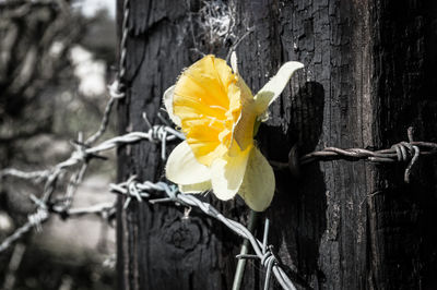 Close-up of yellow flower