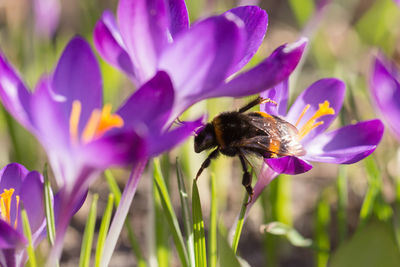 Close-up of honey bee pollinating on purple flower
