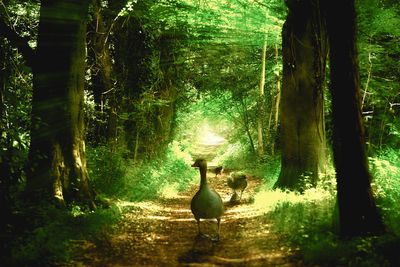 View of a bird in forest