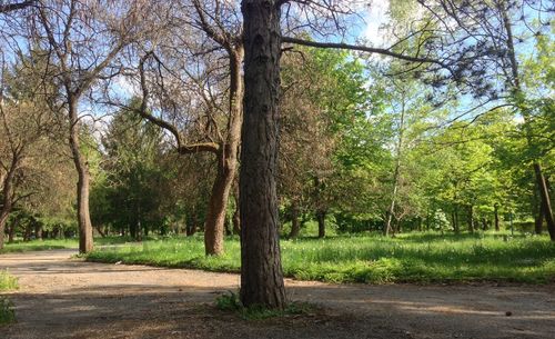 Trees growing on landscape