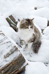 High angle view of cat on snow covered landscape