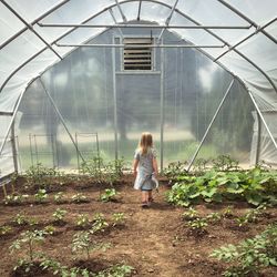 Rear view of girl standing in greenhouse