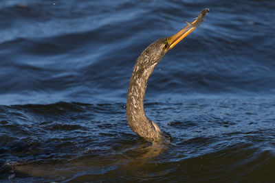 Anhinga fishing at dusk in lake catching minnows