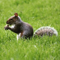 Close-up of rabbit on field