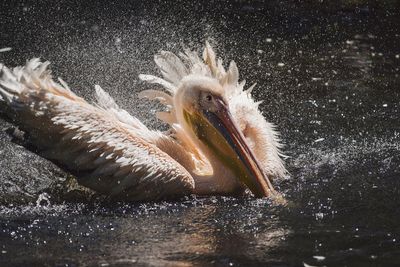 Close-up of pelican on lake