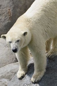 Close-up of polar bear on rock