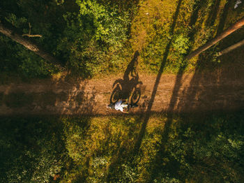 Trees by plants in forest