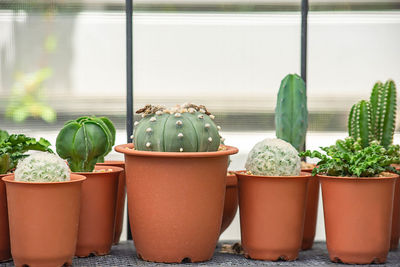 Close-up of potted plants on table